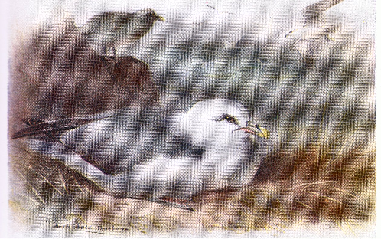 Fulm av Archibald Thorburn