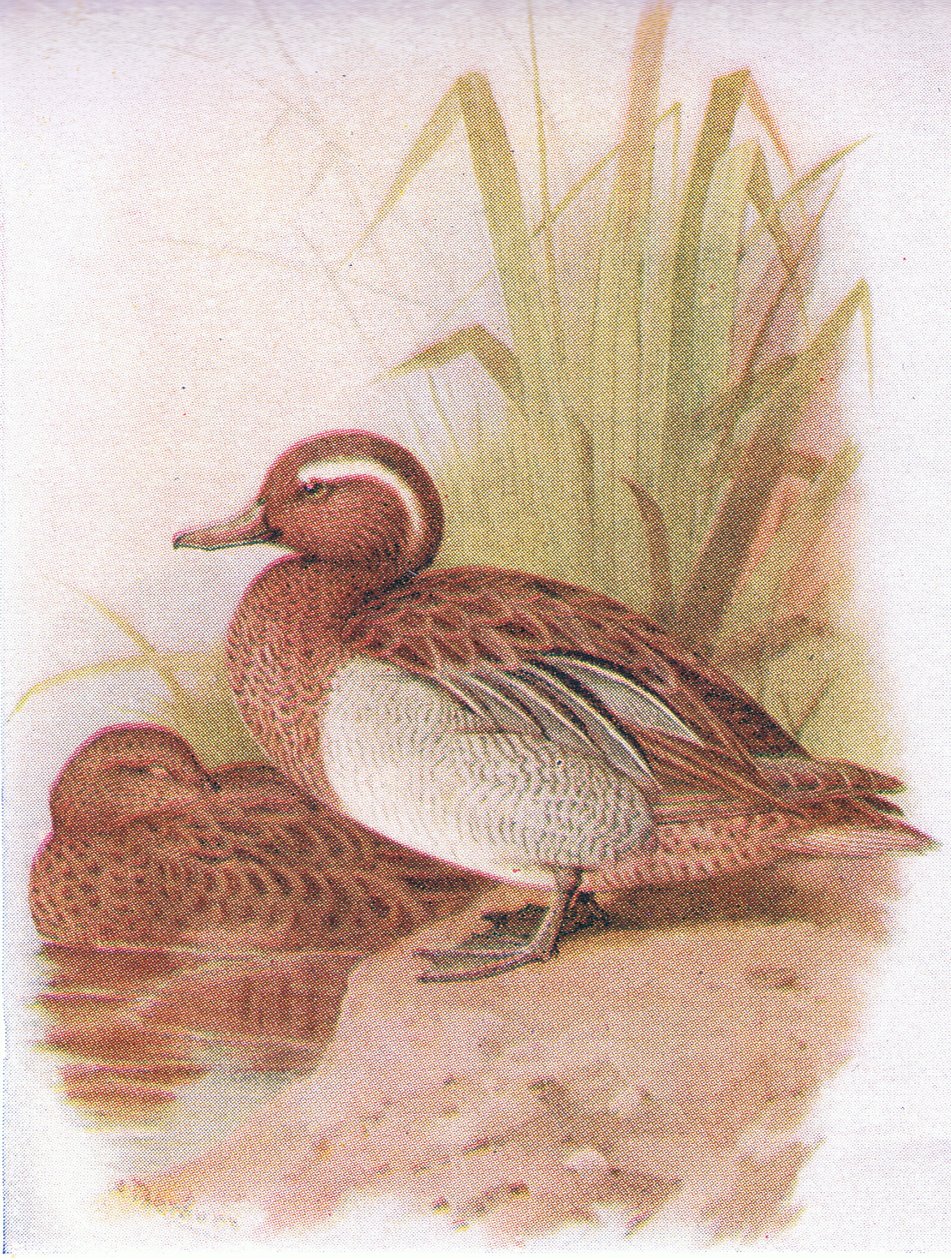 Garganey av Archibald Thorburn