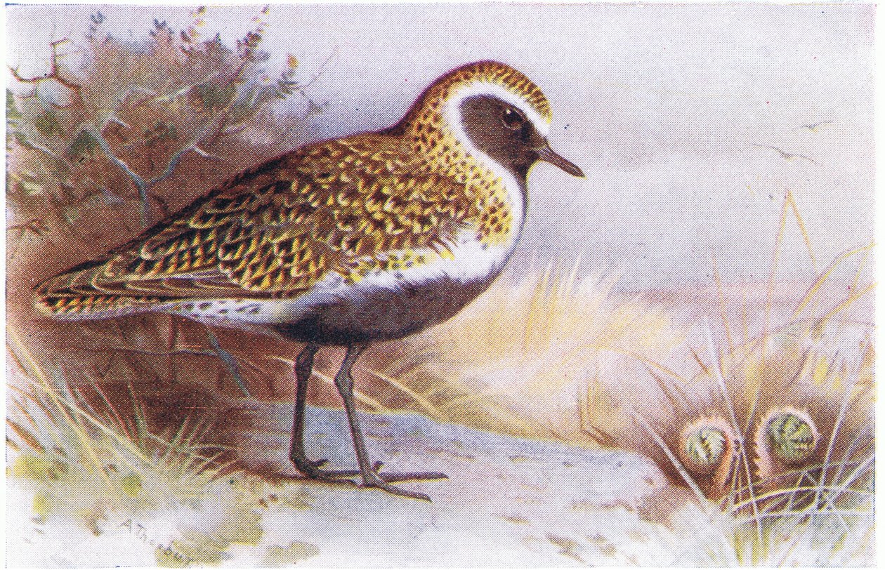 Golden Plover, fra Birds of the British Isles and Their Eggs utgitt av Frederick Warne & Co Ltd, 1958 av Archibald Thorburn