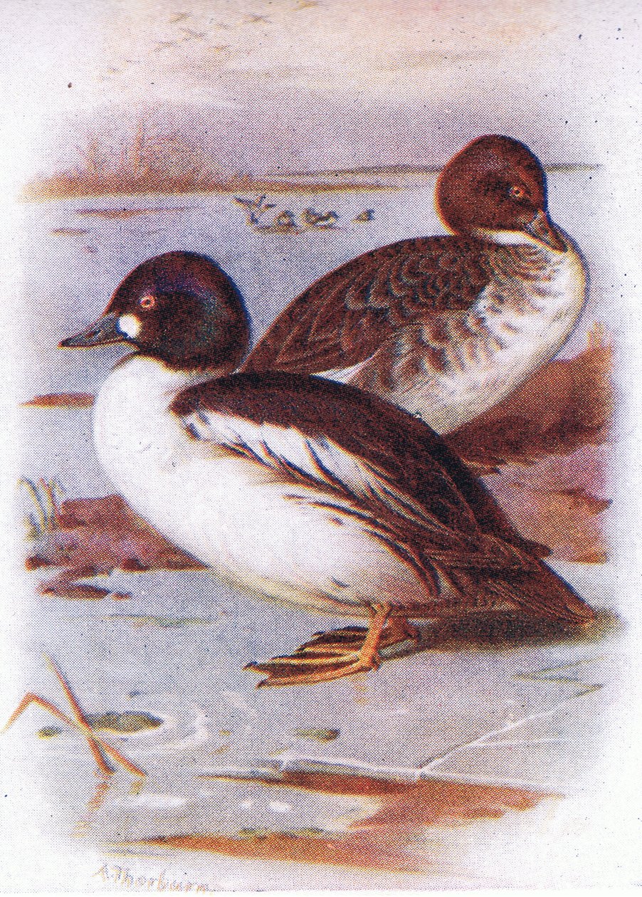 Gull øye av Archibald Thorburn