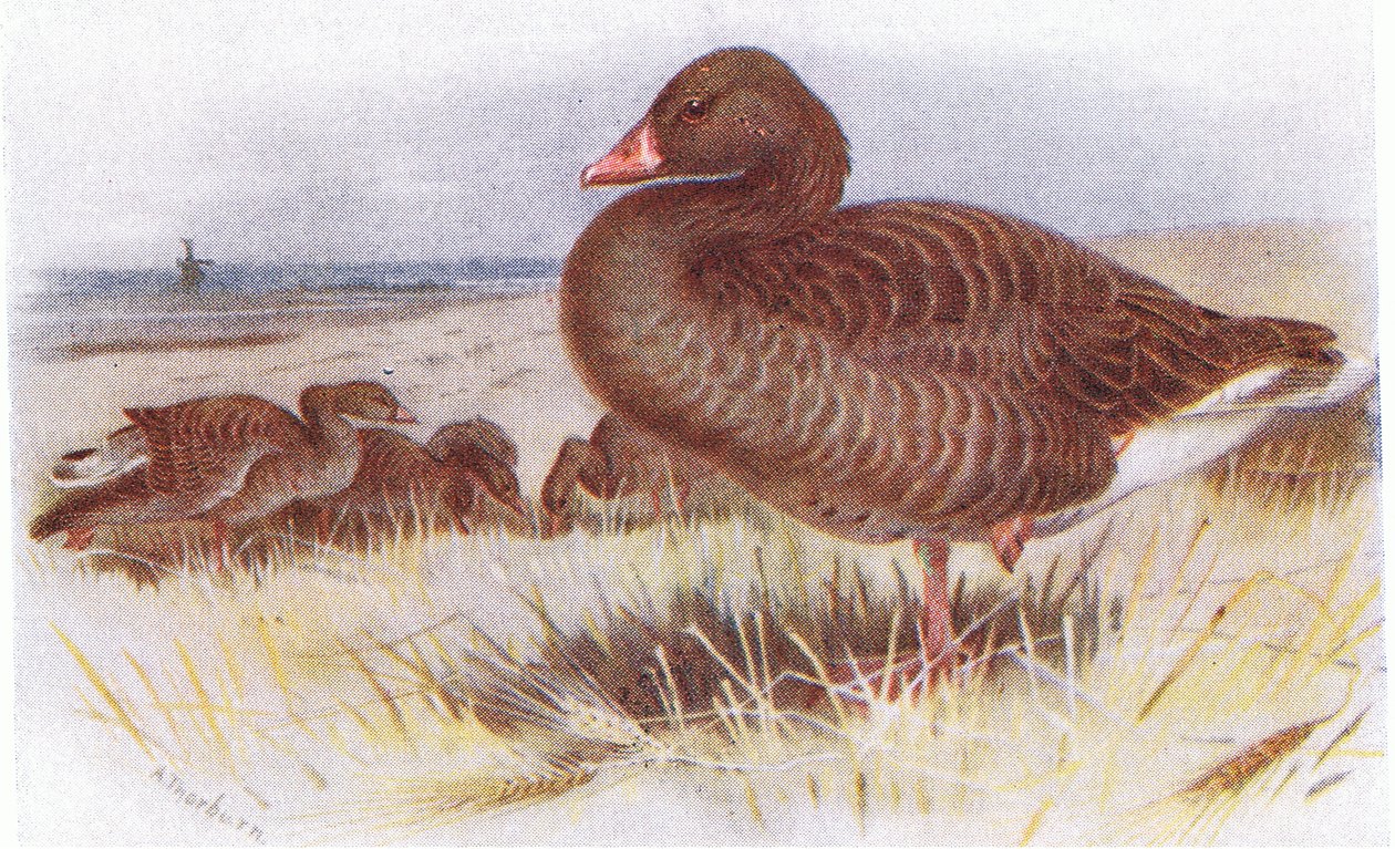 Grå Laggås av Archibald Thorburn
