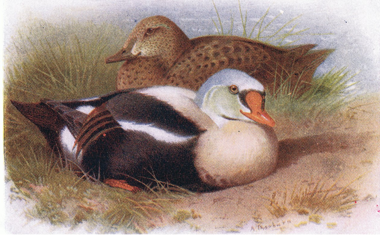 King Eider av Archibald Thorburn