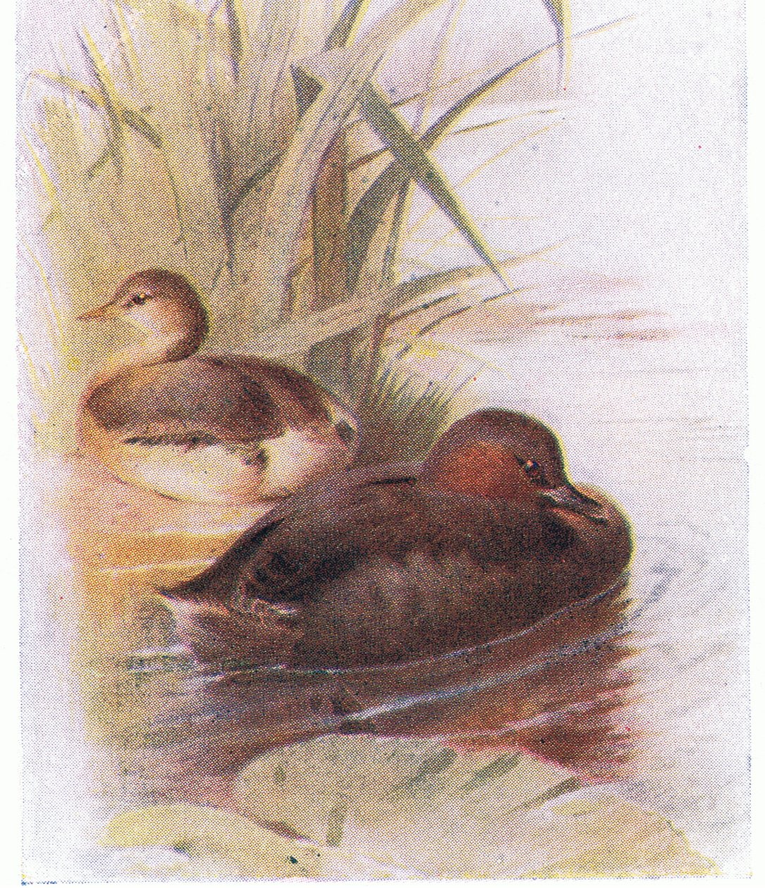 Lille Grebe av Archibald Thorburn