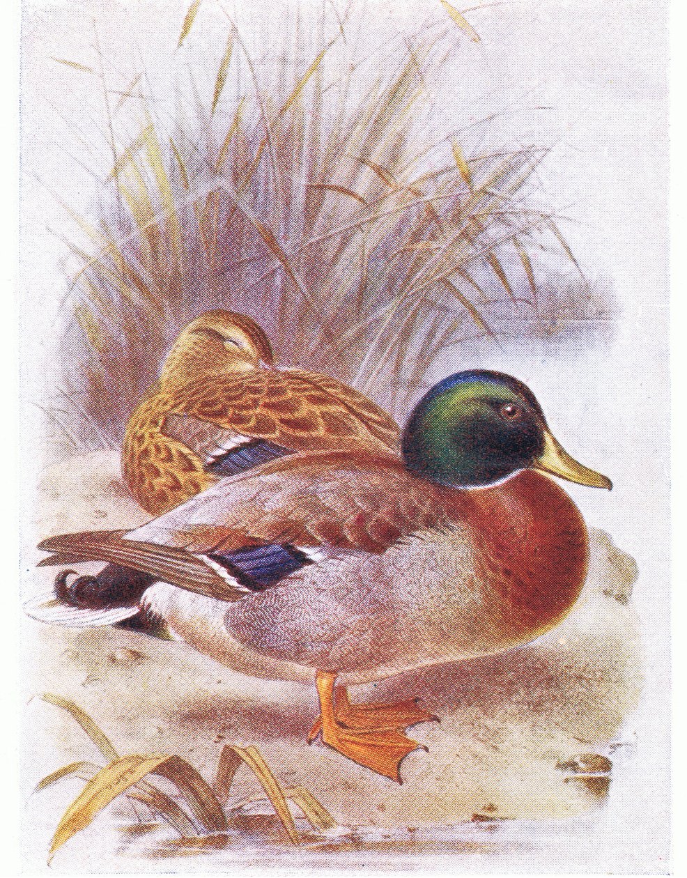 Stokkand av Archibald Thorburn