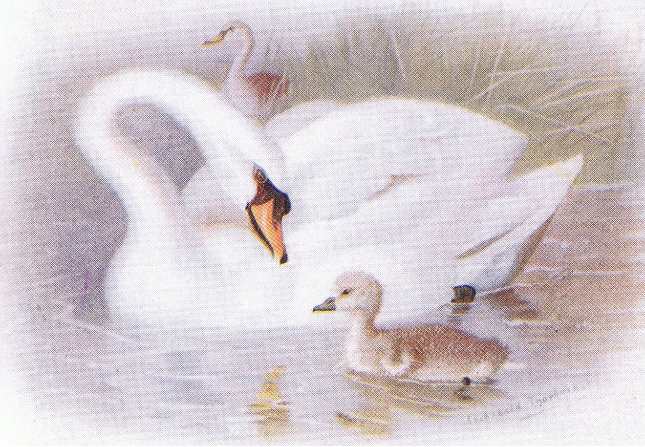 Stumsvane av Archibald Thorburn