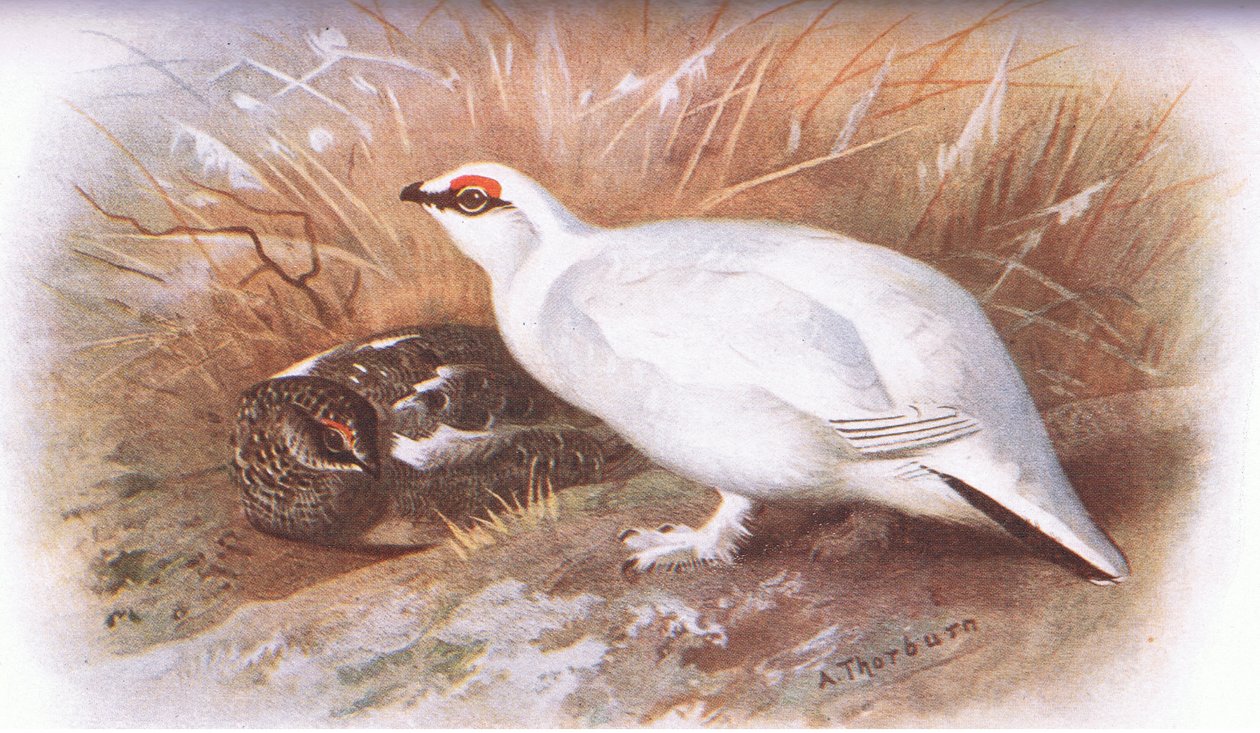 Ptarmigan, fra British Birds utgitt av Longmans, 1932 av Archibald Thorburn