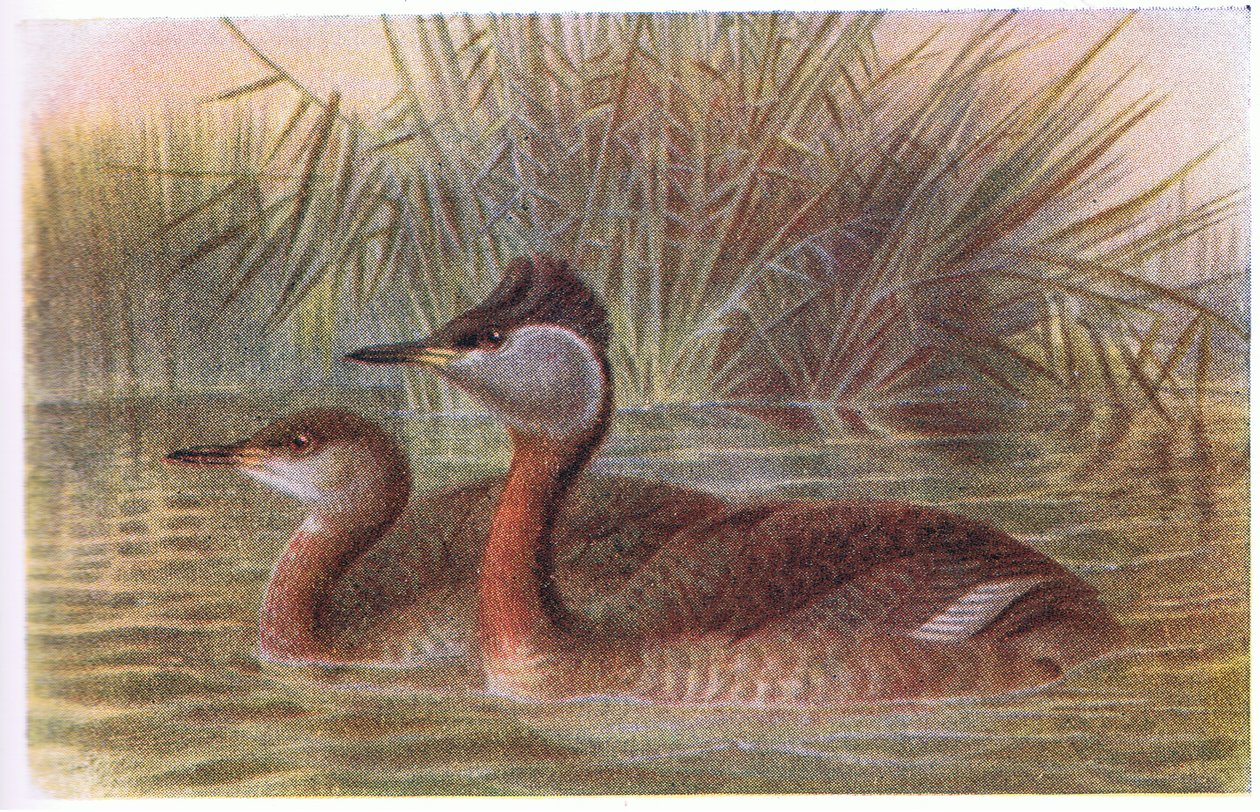 Rødhalset lappedykker av Archibald Thorburn