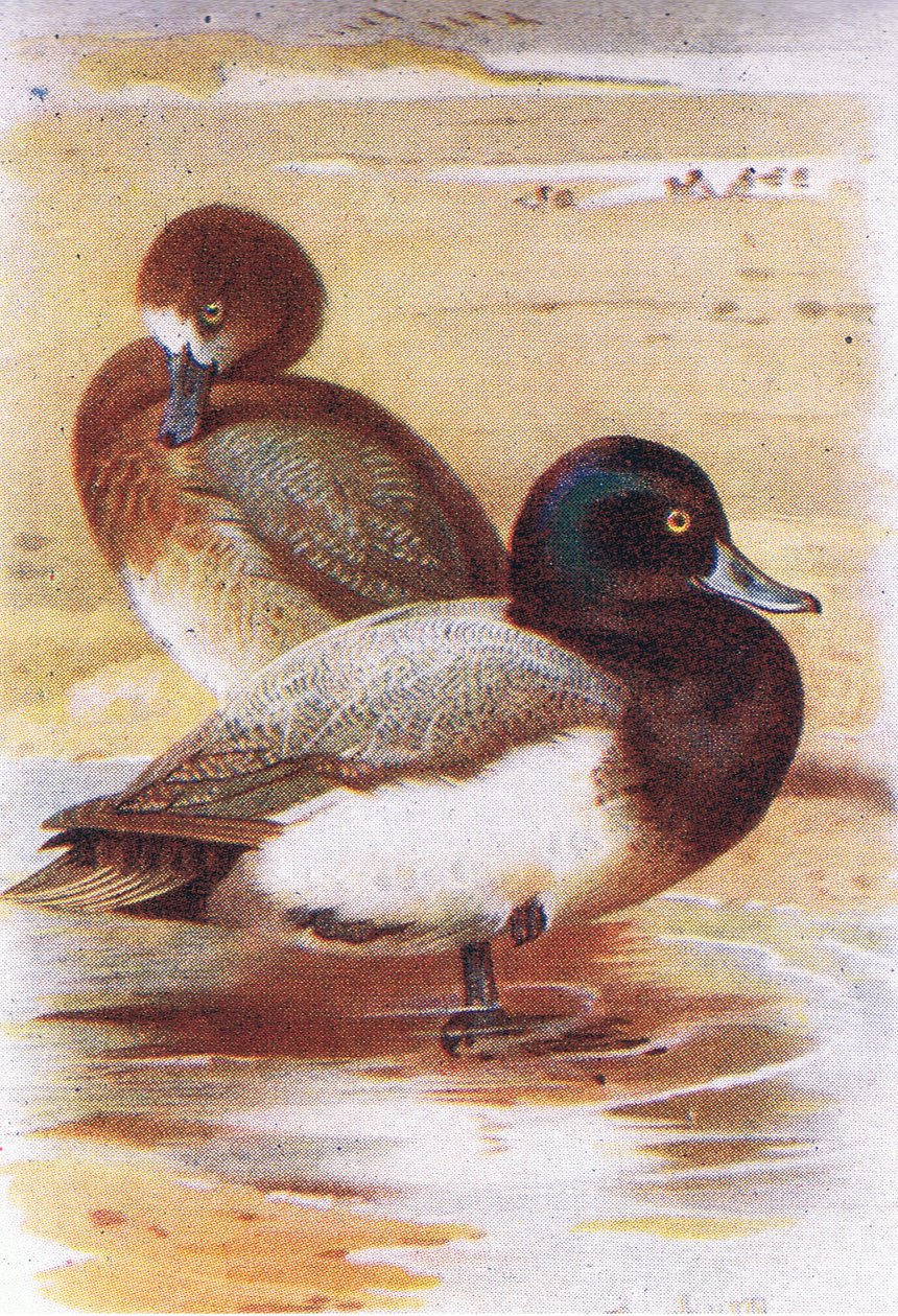 Scaup av Archibald Thorburn