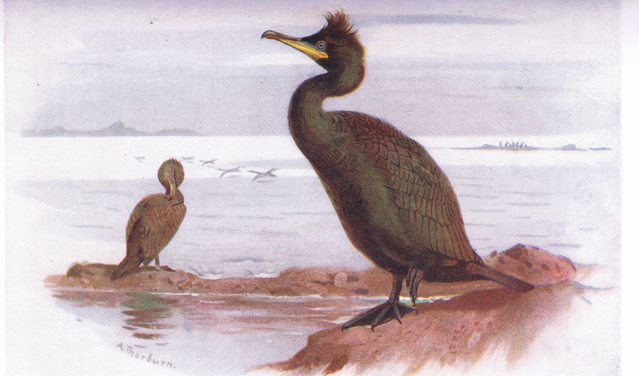 Shag av Archibald Thorburn