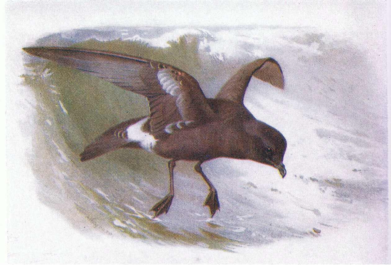 Storm Petrel av Archibald Thorburn