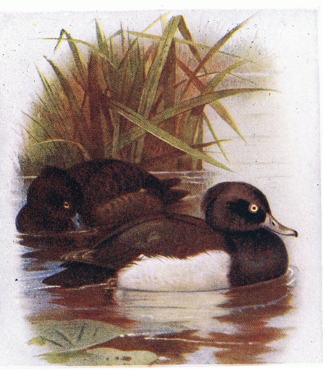 Tufted Duck av Archibald Thorburn