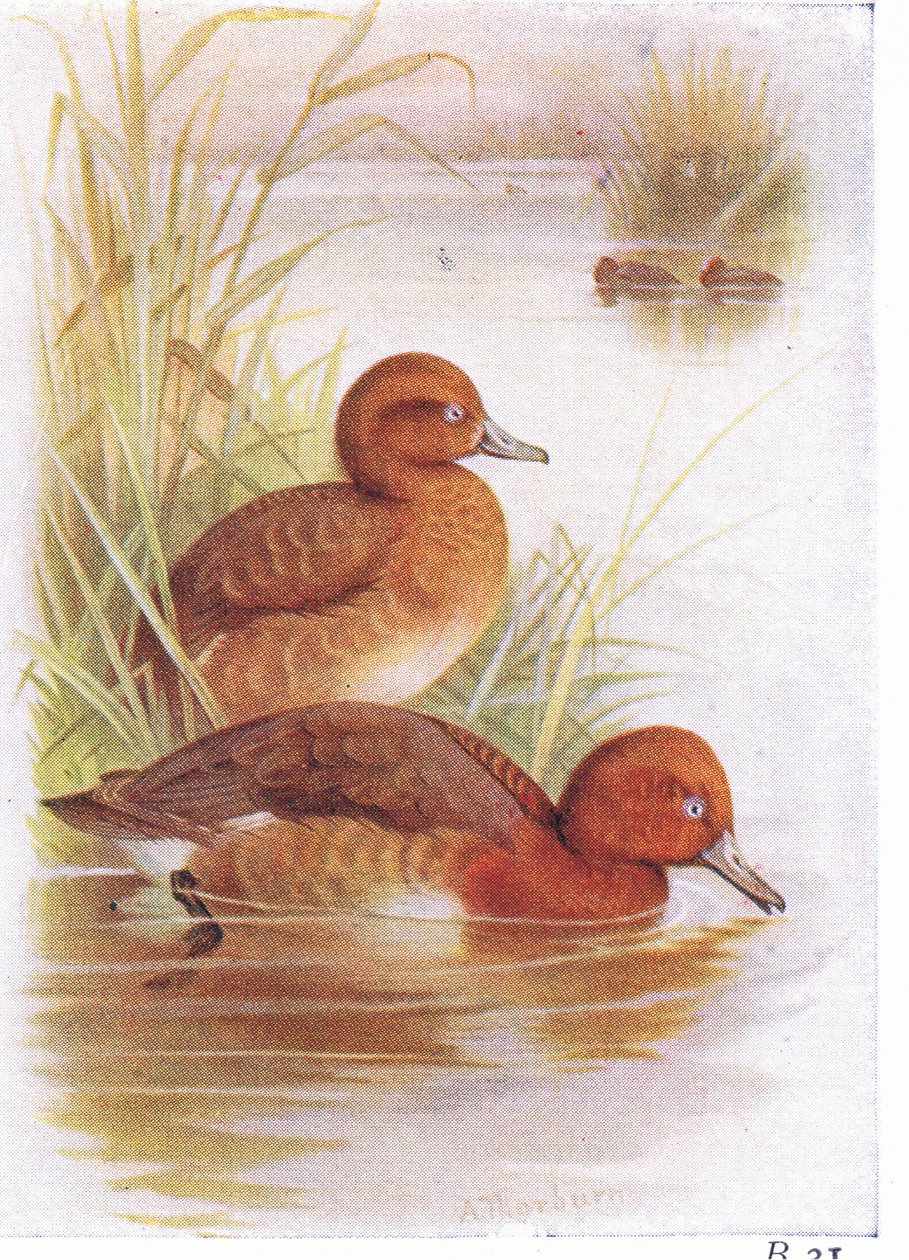 White Eyed Pochard av Archibald Thorburn
