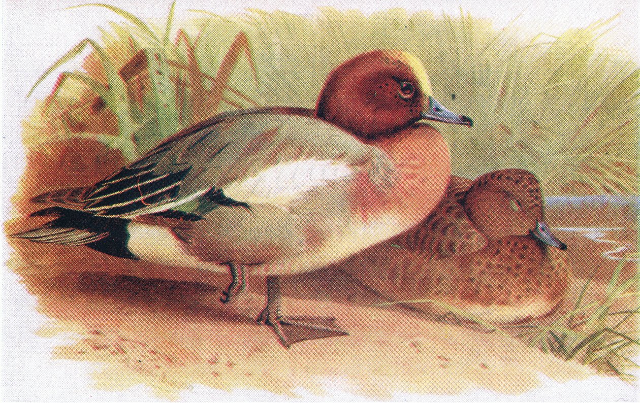 Wigeon av Archibald Thorburn