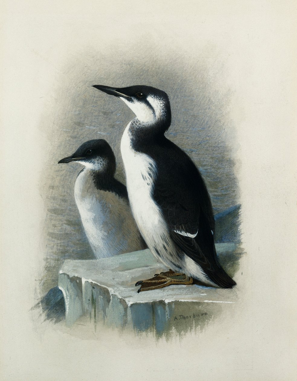 En Brunnichs lomvi av Archibald Thorburn