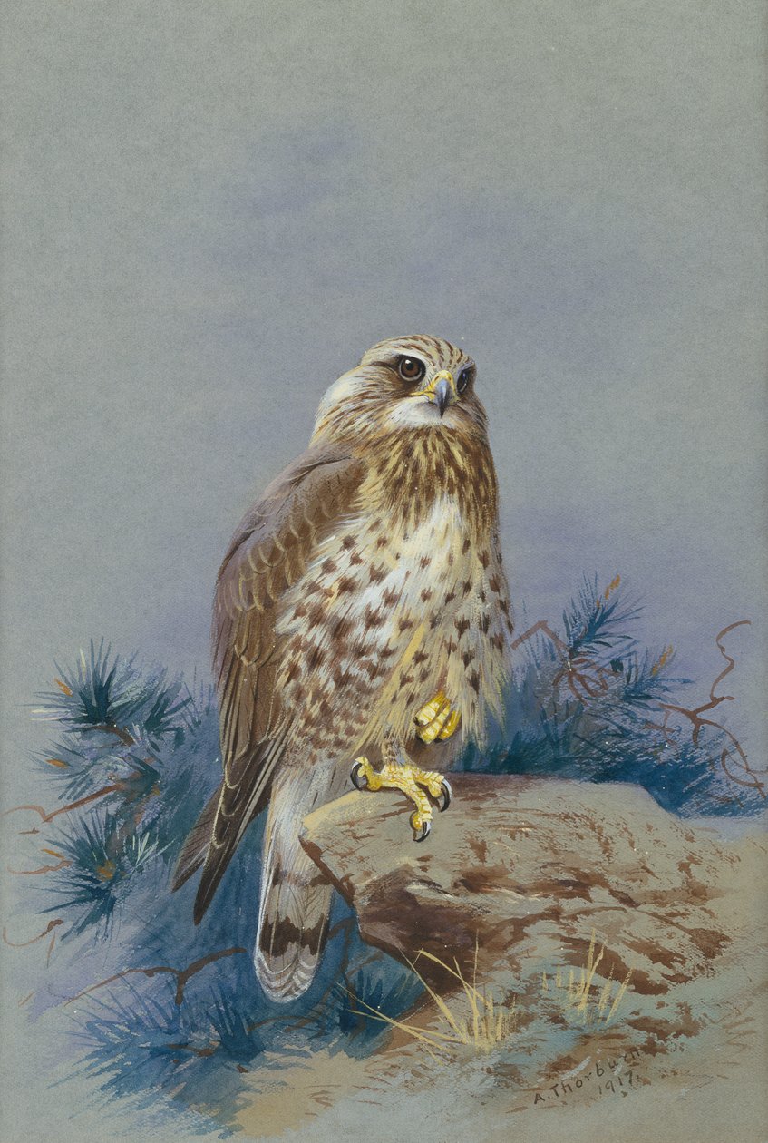 En røff buzzard av Archibald Thorburn