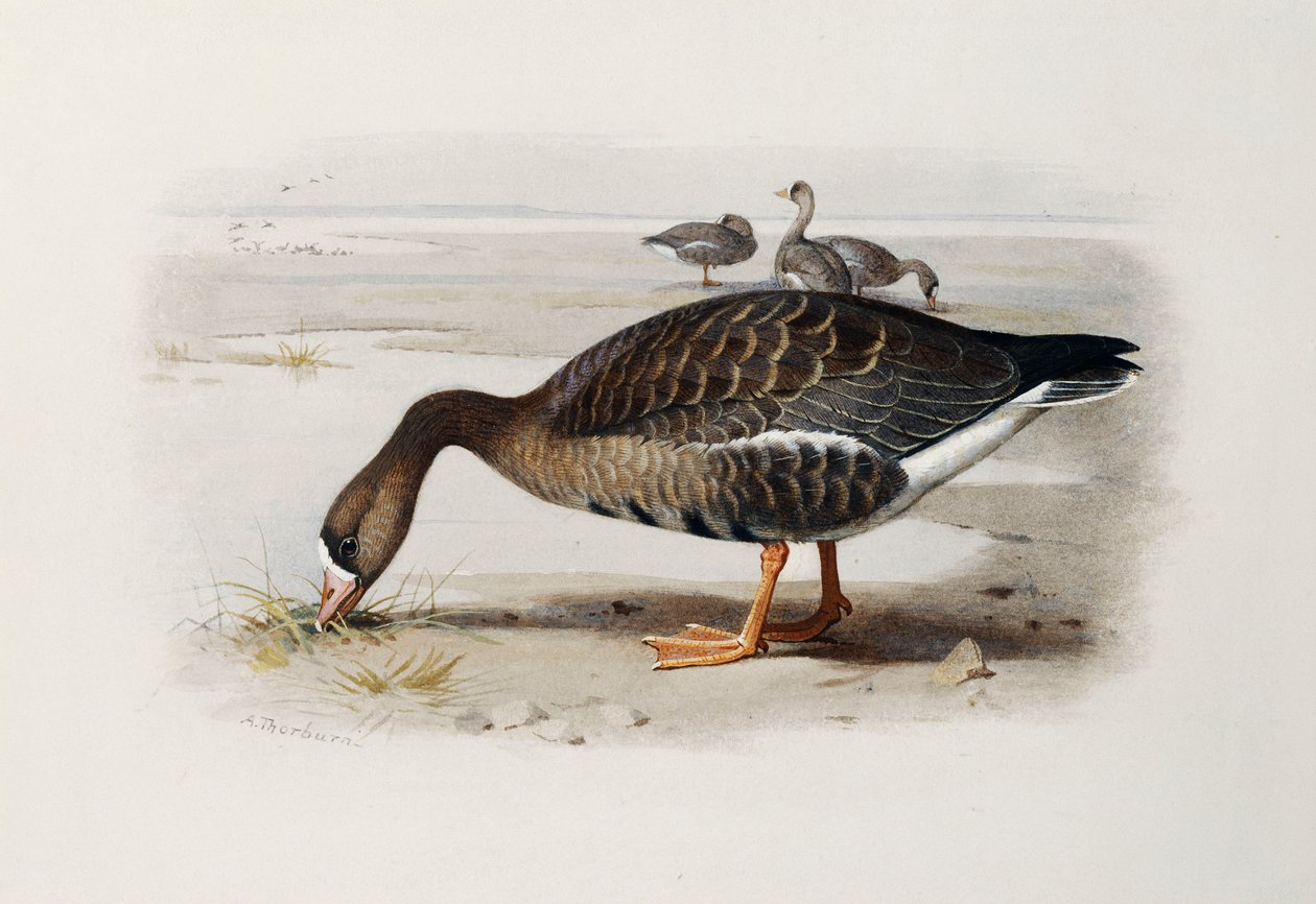 En hvitfrontgås av Archibald Thorburn