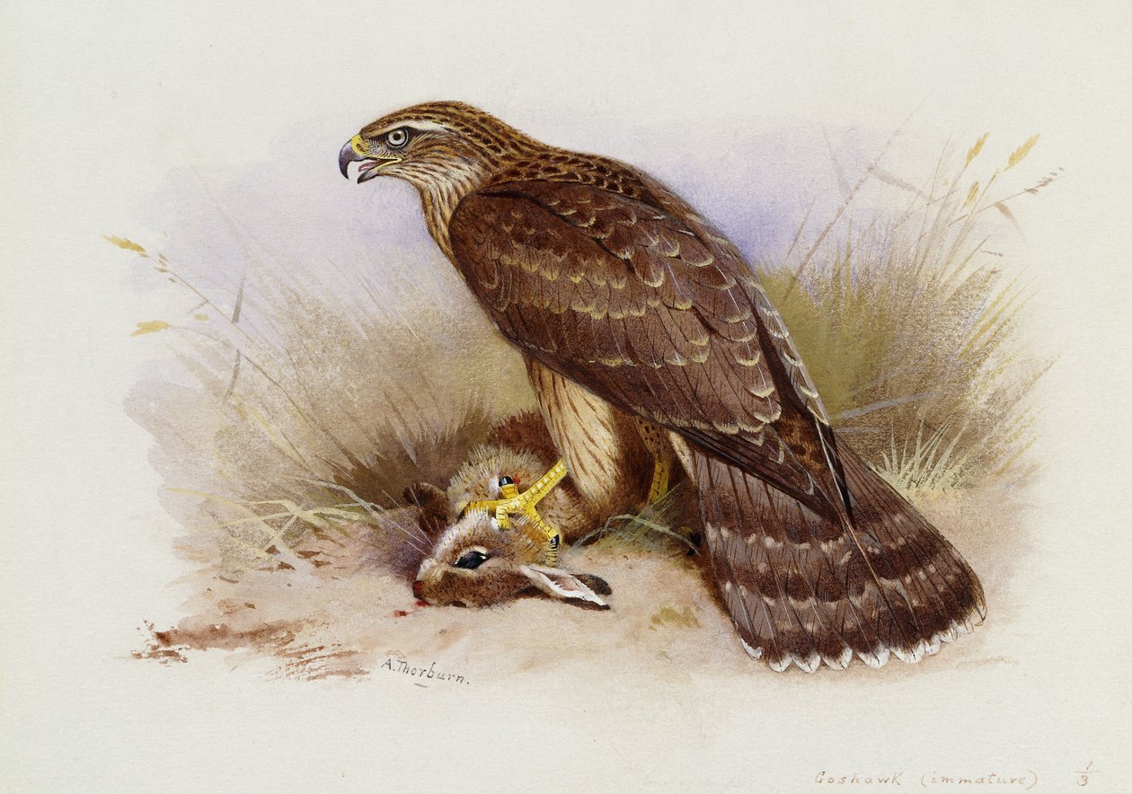 hønsehauk av Archibald Thorburn