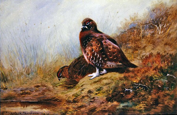 Ryper av Archibald Thorburn