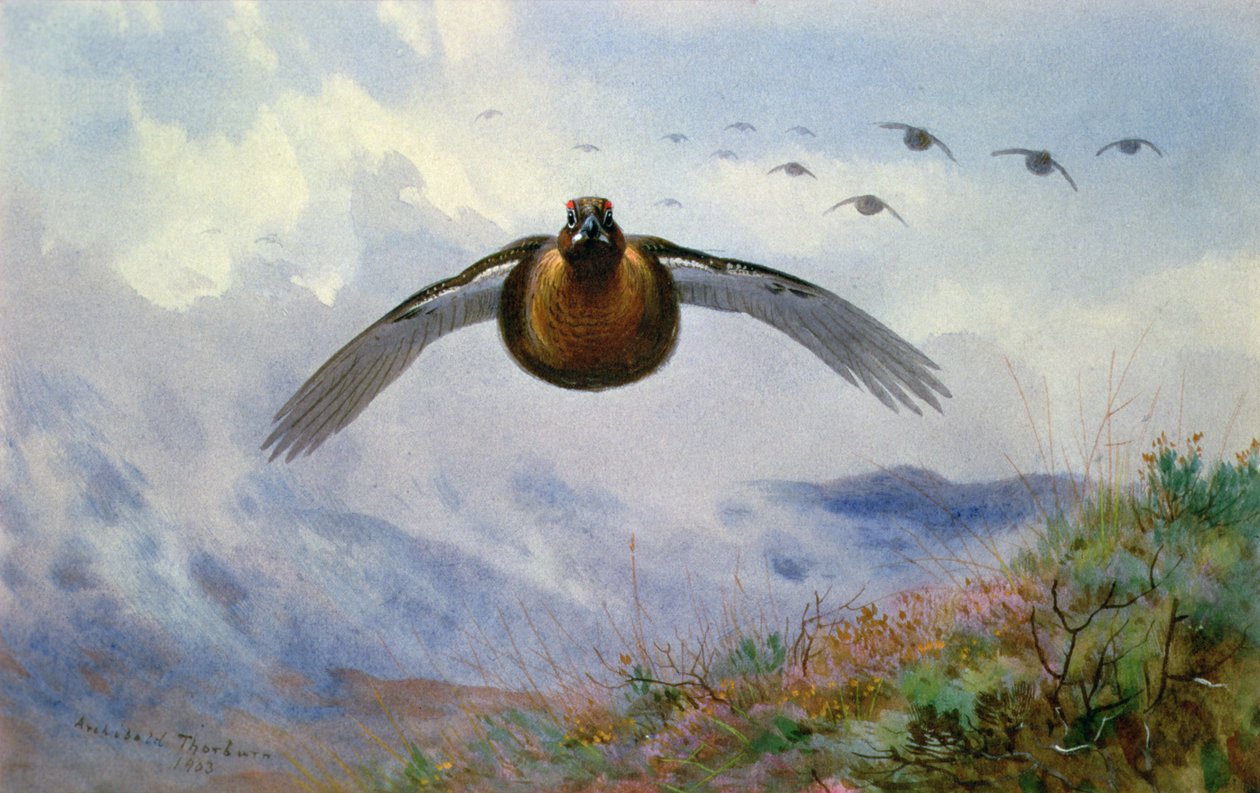 Ryper på flukt av Archibald Thorburn