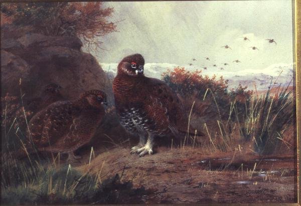 Ryper i et vinterlandskap av Archibald Thorburn