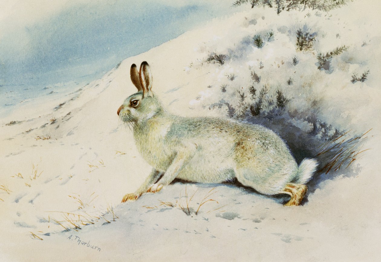 Hare av Archibald Thorburn