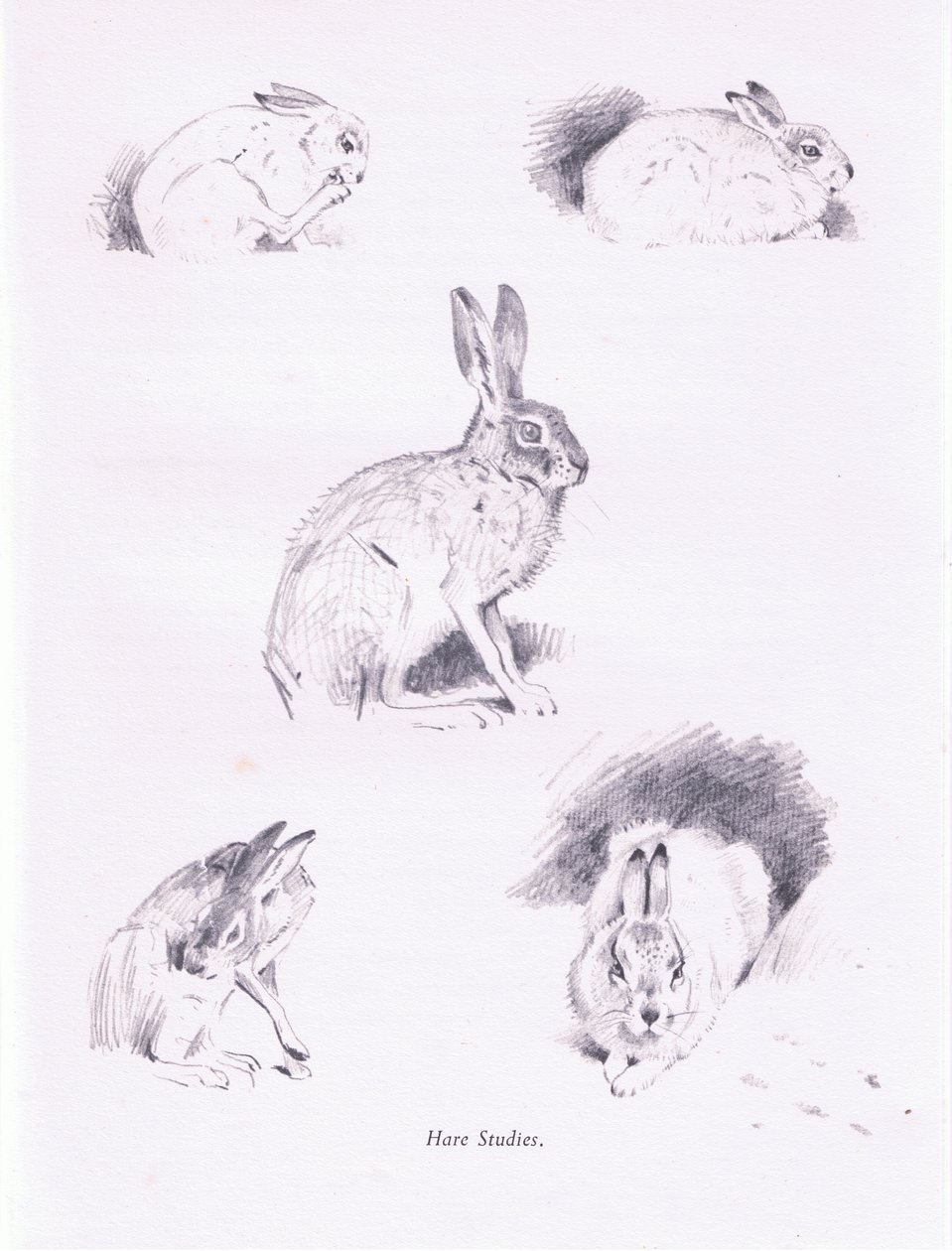 Harestudier, 1938 av Archibald Thorburn