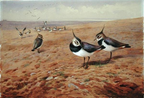 Vipper på plogen av Archibald Thorburn