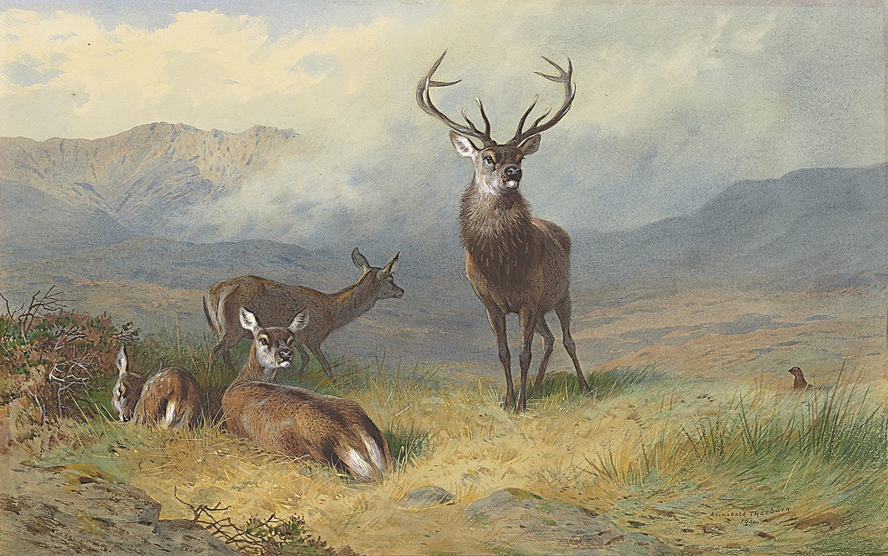 Monarch of the Glen av Archibald Thorburn