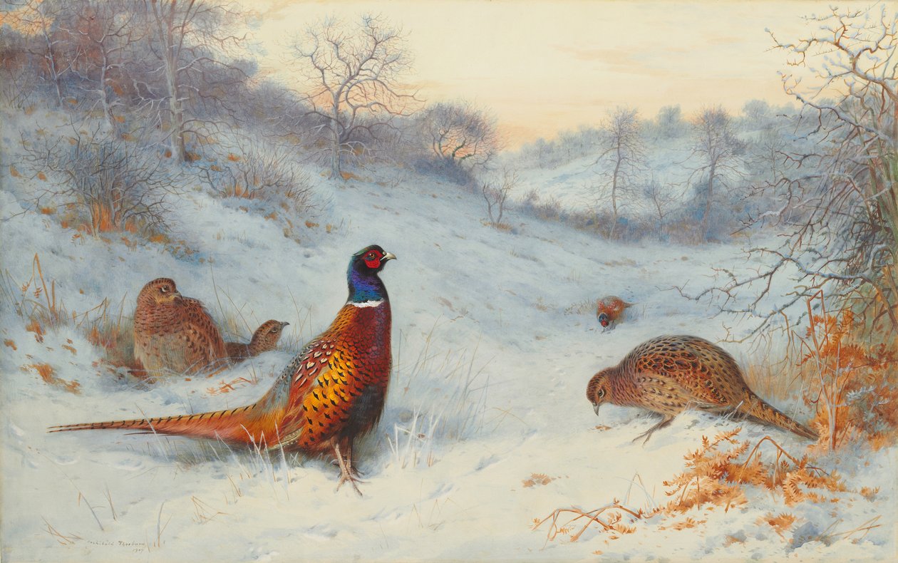 Fasan i snøen av Archibald Thorburn