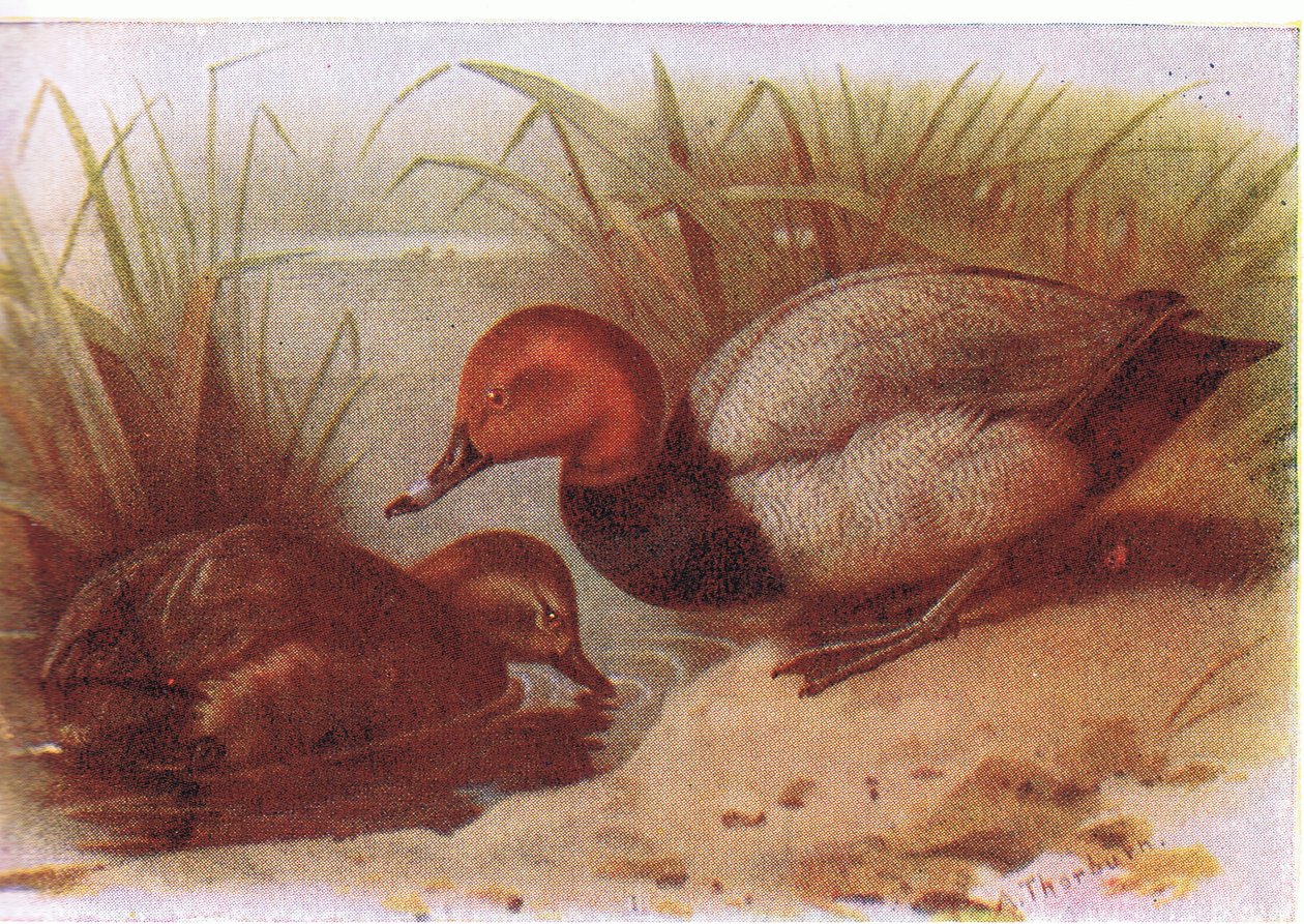 Pochard av Archibald Thorburn