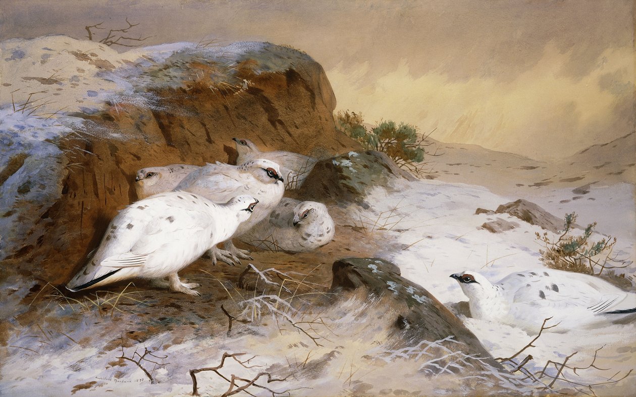 Rype i snøen av Archibald Thorburn