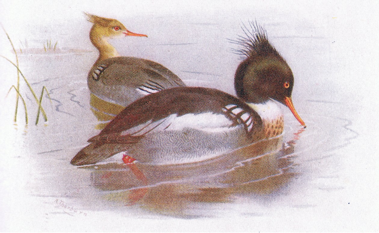 Rødbryst Merganser av Archibald Thorburn
