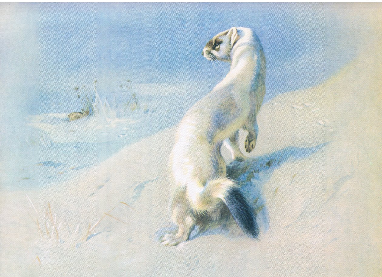 Stoat av Archibald Thorburn