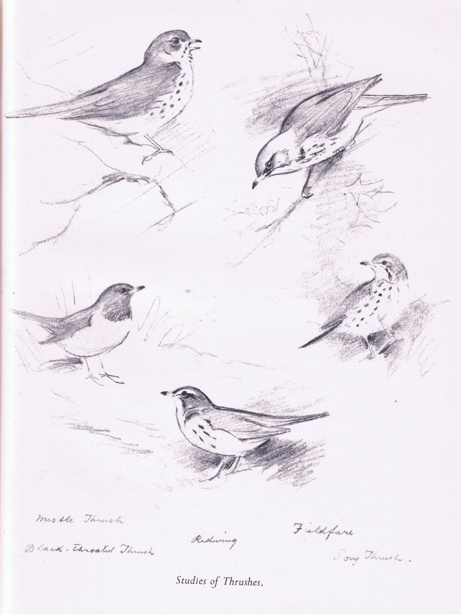 Studie av troster, 1938 av Archibald Thorburn