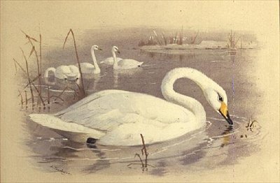 Svaner på vannet av Archibald Thorburn