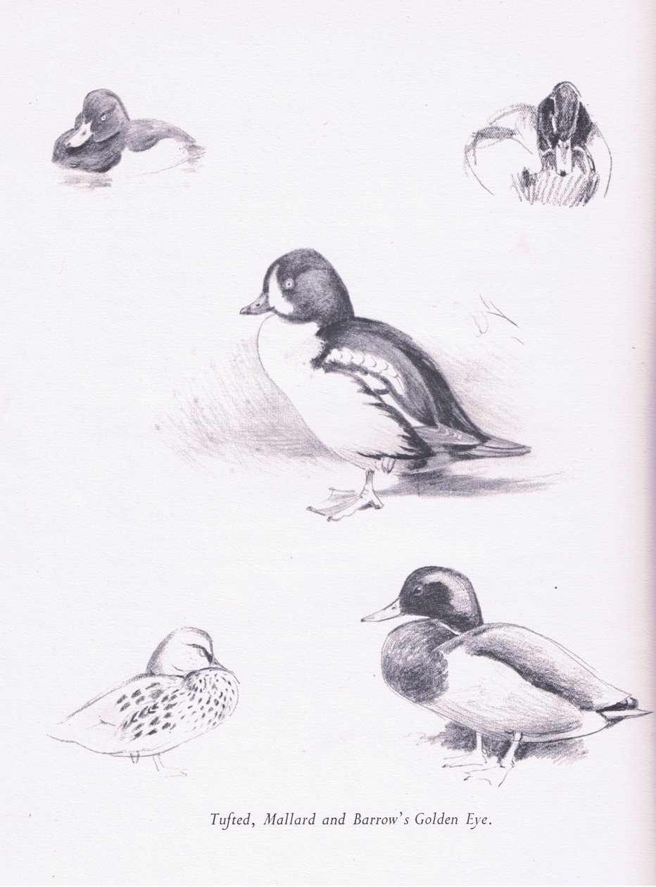 Tufted Ducks, Mallards, Barrows Goldeneye, 1938 av Archibald Thorburn
