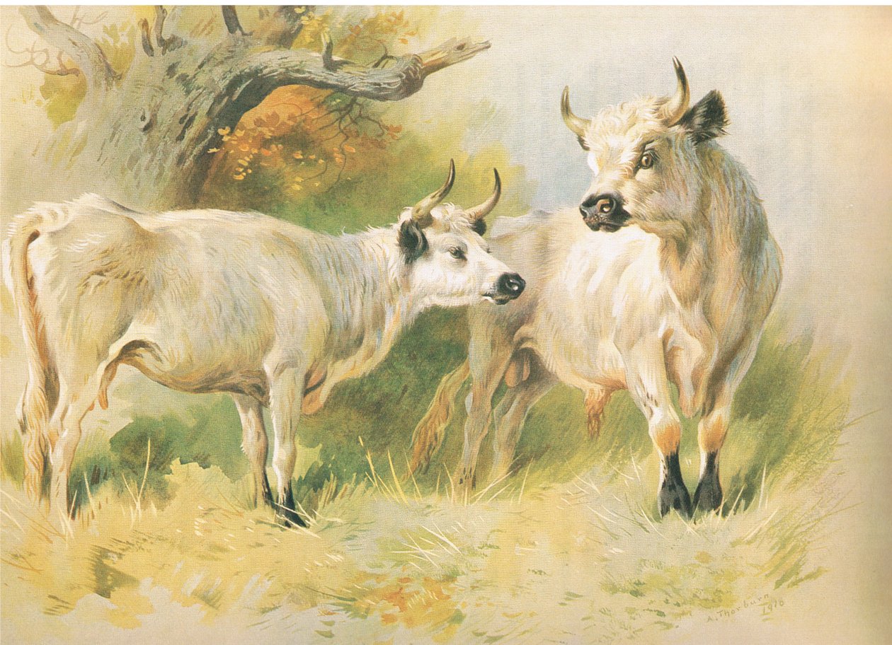 Villfe av Archibald Thorburn