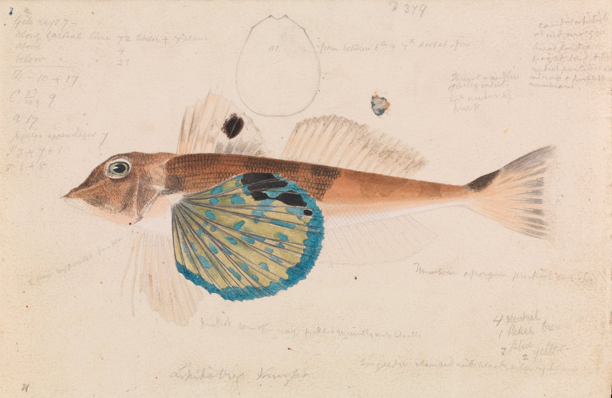 Butterfly Gurnard, Lepidotrigla vanessa av Arthur Bartholomew