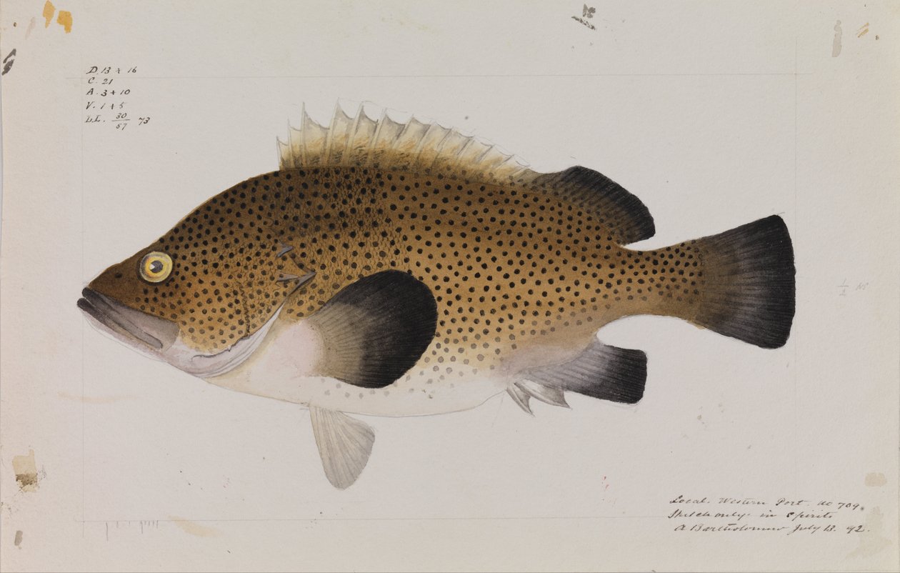 Eastern Wirra, Acanthistius ocellatus av Arthur Bartholomew