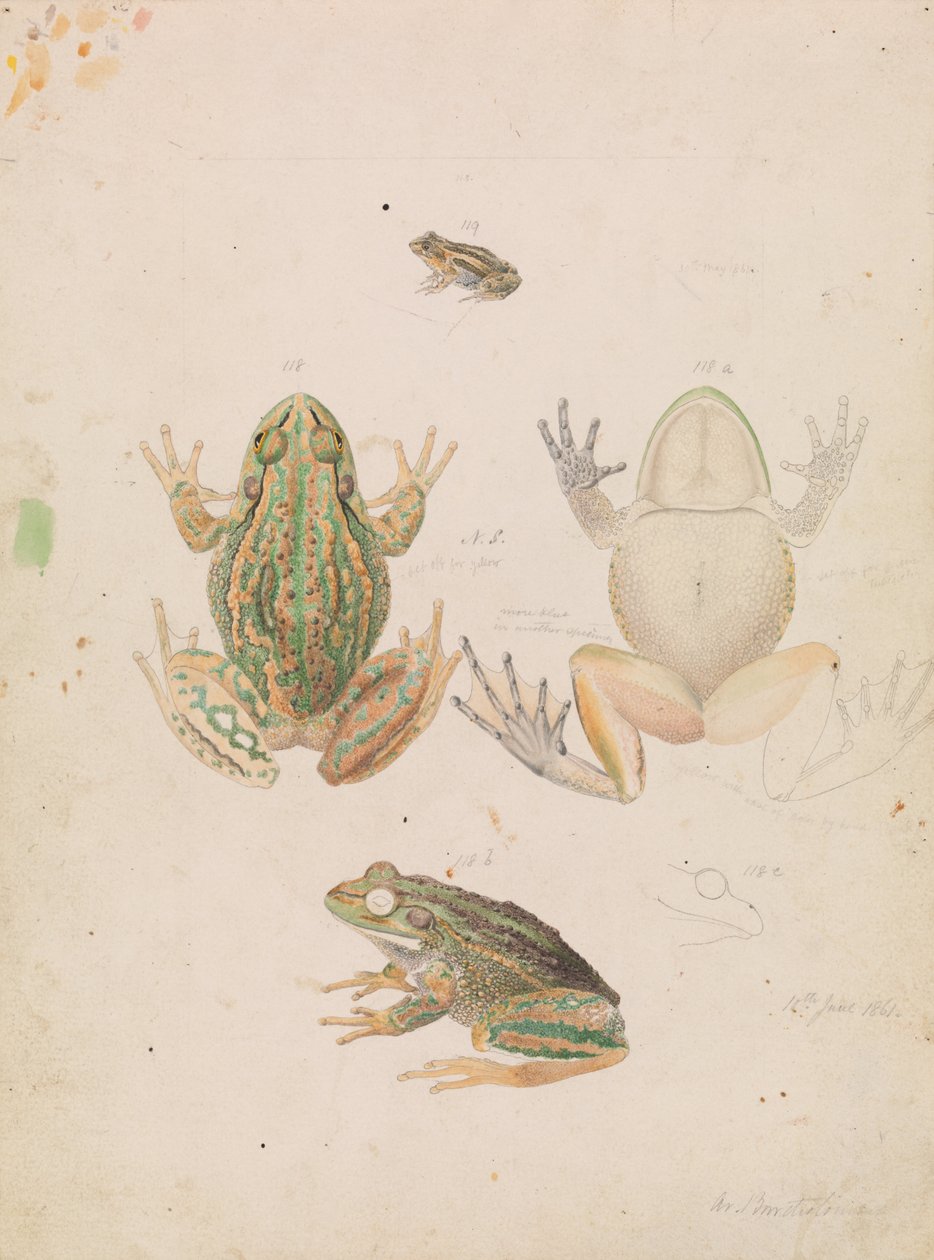 Growling Grass Frog, Litoria raniformis av Arthur Bartholomew