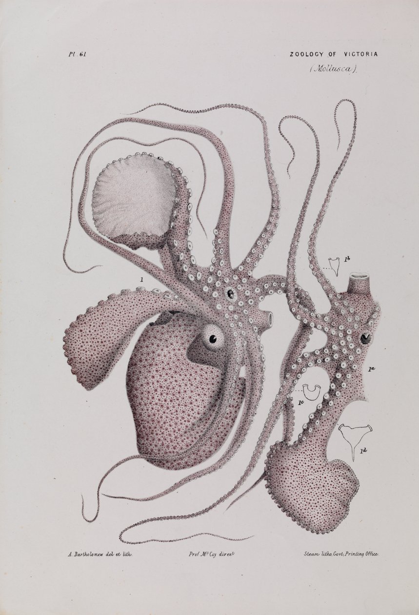Paper Nautilus, Argonauta nodosa av Arthur Bartholomew