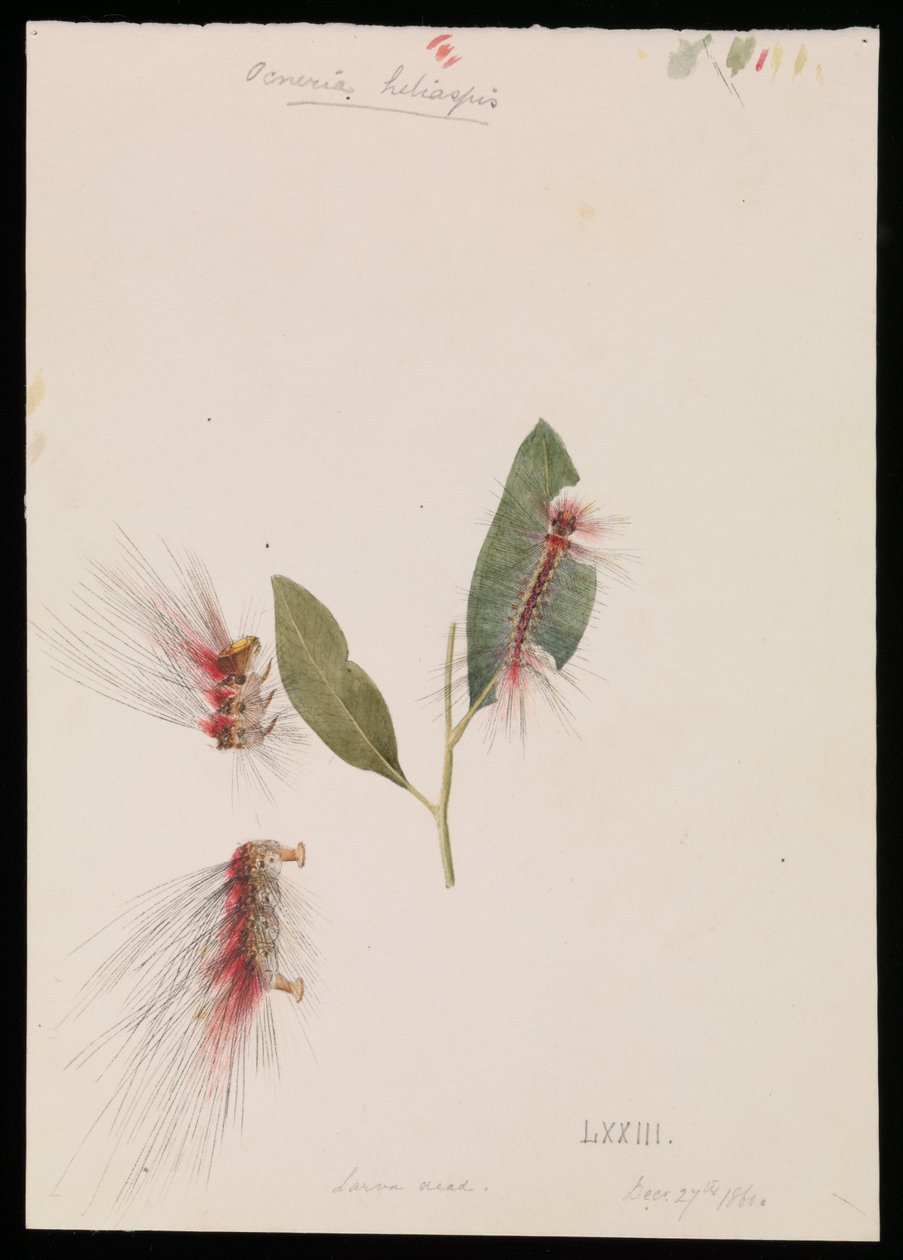 Rose Anthelid, Chenuala helispis av Arthur Bartholomew