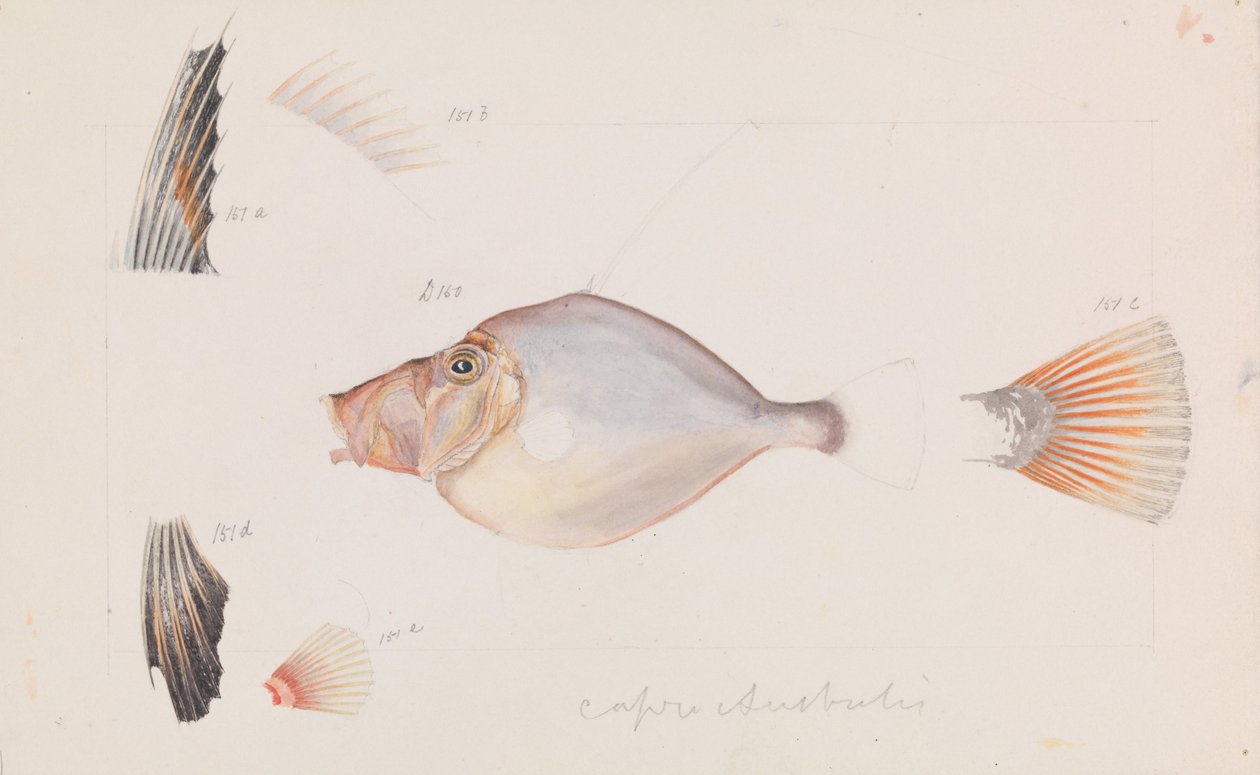 Silver Dory, Cyttus australis av Arthur Bartholomew