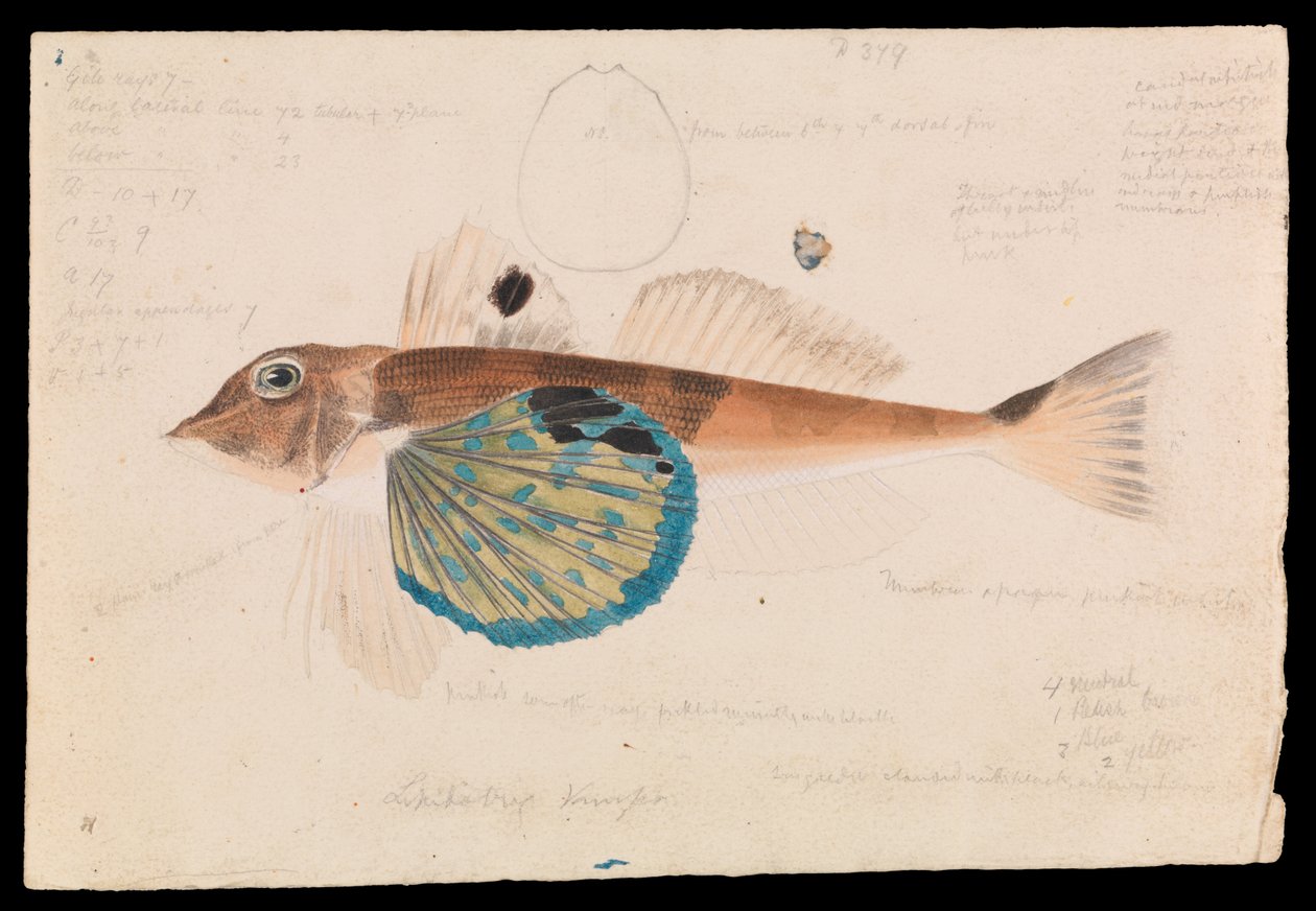 Butterfly Gurnard, Lepidotrigla vanessa av Arthur Bartholomew
