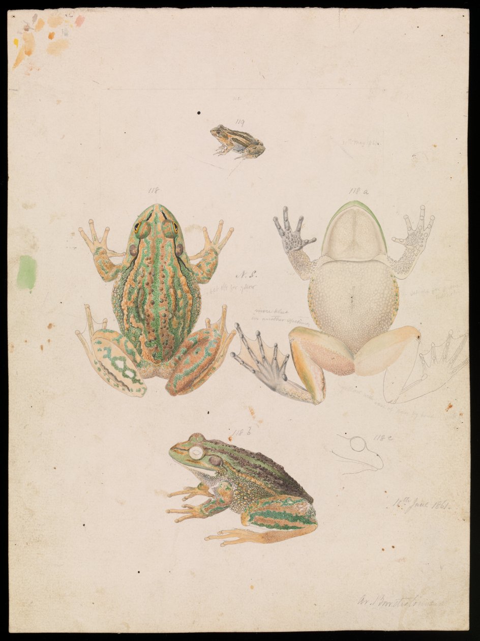 Knurrende gressfrosk, Litoria raniformis av Arthur Bartholomew