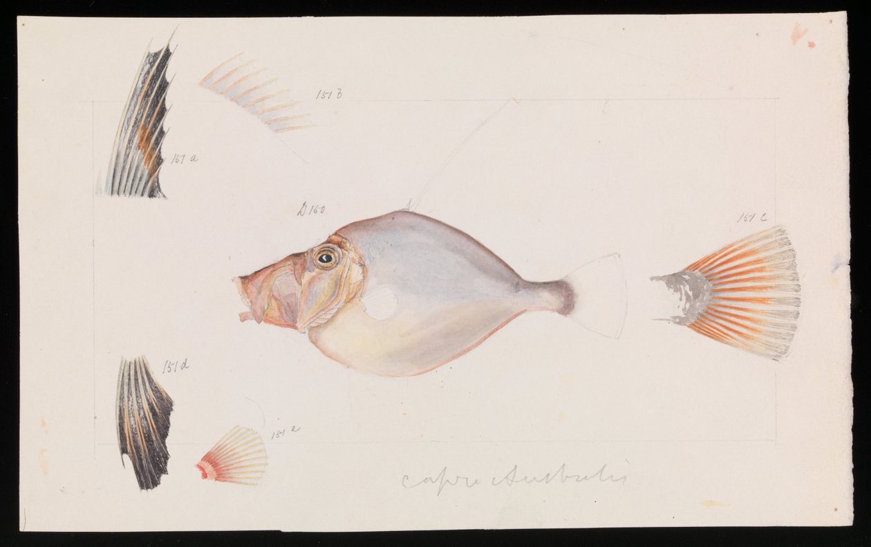 Sølv Dory, Cyttus australis av Arthur Bartholomew