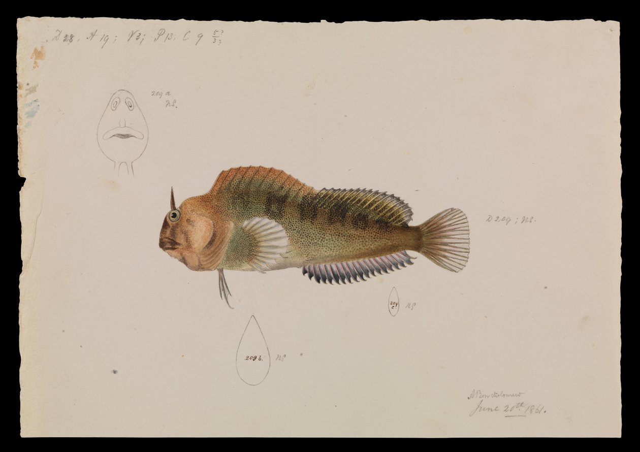 Tasmansk Blenny, Parablennius tasmanianus av Arthur Bartholomew