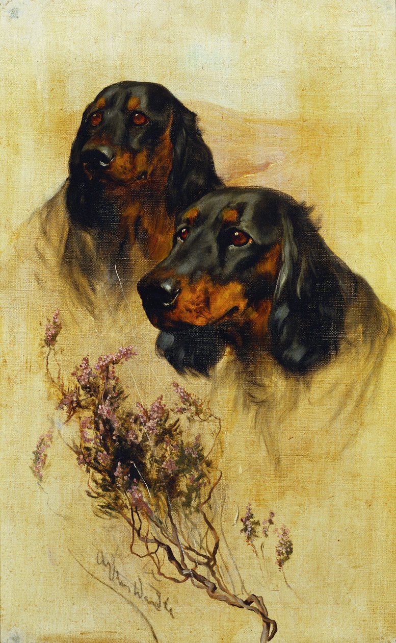 To Gordon Setters (olje på lerret) av Arthur Wardle