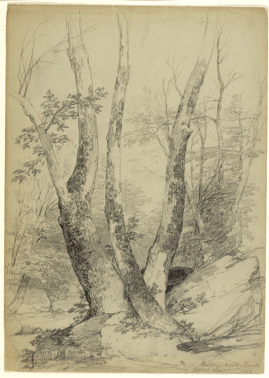 Buttonwood Trunks, Catskill Clove, New York, 1848 (grafitt på grågrønt papir) av Asher Brown Durand