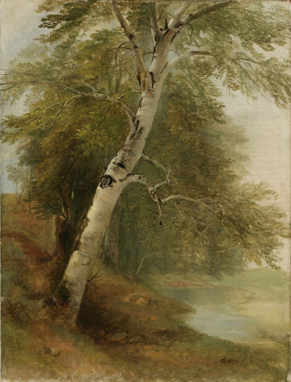 Naturstudie: A Birch Tree, 1860 av Asher Brown Durand